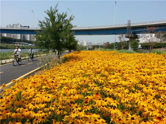 중랑천 꽃들의 향연 