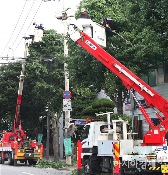 [포토]광주시 동구, 가로수 가지치기 한창
