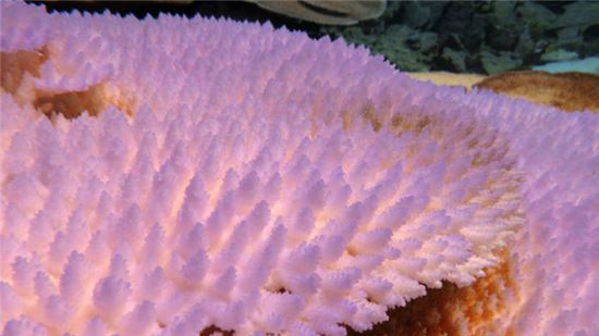 ▲세계 곳곳에서 산호초 백화현상이 심각해지고 있는 것으로 나타났다. 미국 사모아의 산호초 백화 모습. [사진제공=NOAA]