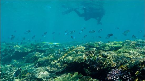 ▲산호초는 물고기에게 은신처를 제공하는 등 바다 생태계에 중요한 역할을 한다.[사진제공=Bermuda Institute of Ocean Sciences/Stacy Peltier])