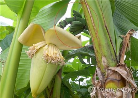 ‘대프리카’ 바나나? ‘파초’일 가능성 높아