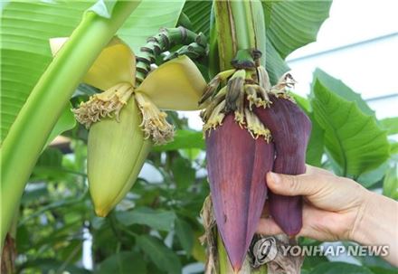 노란색 파초 꽃포(왼쪽)과 적자색 바나나 꽃포(오른쪽) / 사진=연합뉴스