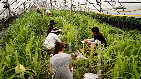 매년 되풀이되는 가뭄…'절수'농법 보급 박차