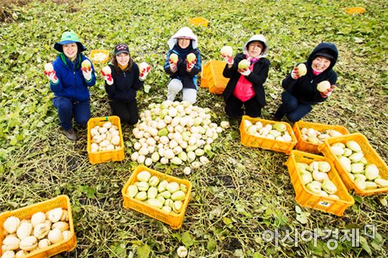 농촌진흥청 온난화대응농업연구센터 관계자들이 열대작물인 차요테를 수확하고 있다(사진:농촌진흥청)