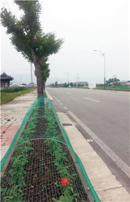 곡성군, 가로수길에 장미화단 조성