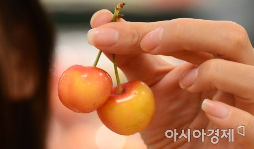 [포토]이것이 당도 높은 '스카이라래 체리'