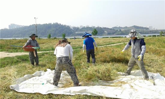 구리시 직원들이 유채꽃을 수집하고 있다.