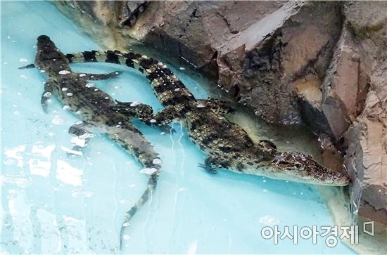 함평군 양서파충류생태공원에 멸종위기 샴악어 입식