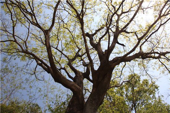 [조문환의 지리산별곡 ⑧]시골소년 같은 경호강, 그와 손 맞잡다