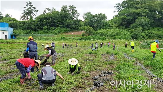 보성군 문덕면, 기관·단체 일손돕기 봉사활동 펼쳐