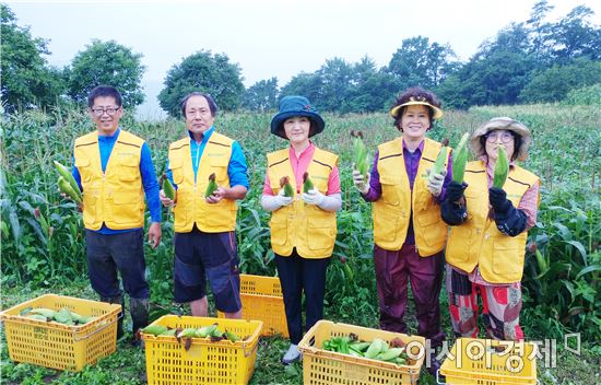 보성군 벌교읍 희망드림협의체,‘나눔농장’옥수수 수확 봉사활동 펼쳐