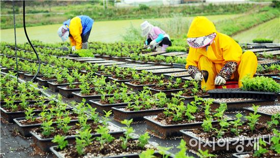 함평군, '2017대한민국 국향대전’본격 시동