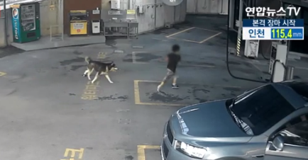 ‘대형견 주의보‘ 맹견에 물리는 일 잇따라…대형견 마주친다면?