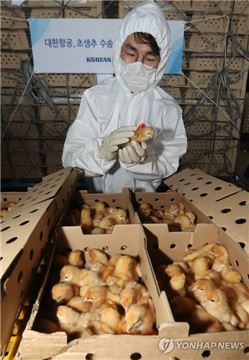 12일 수입된 스페인 병아리(사진=연합뉴스)