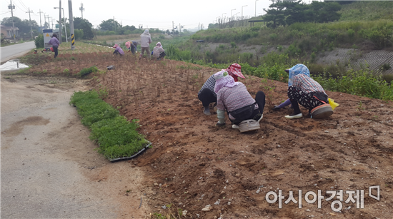 부안 백산면, 컬러마케팅 ‘white mountain’ 스토리텔링 사업 추진