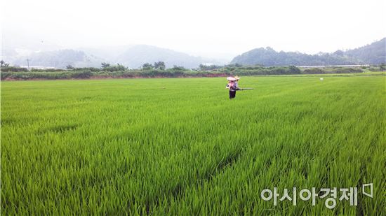 보성군, 벼 이삭거름 적기 시용으로 풍년농사 준비