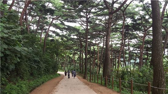 2016년 가장 아름다운 숲으로 선정된 남한산성 소나무숲 전경