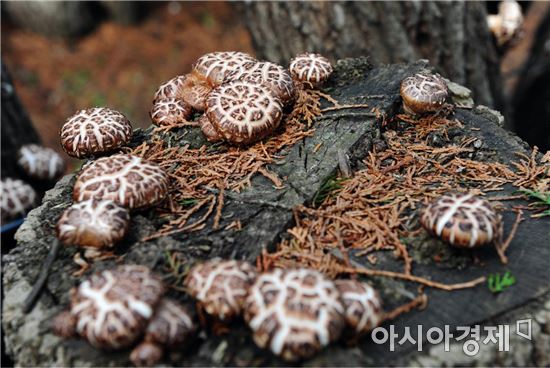 장흥군버섯산업연구원, 표고버섯·작두콩 천연비타민 연구