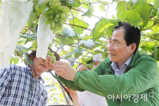 해풍 맞은 ‘완도 해변포도’출하 시작
