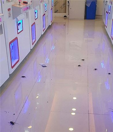 '하늘소 수십마리씩 얼굴에 달라붙어'…하늘소 세상으로 변한 강북 일대