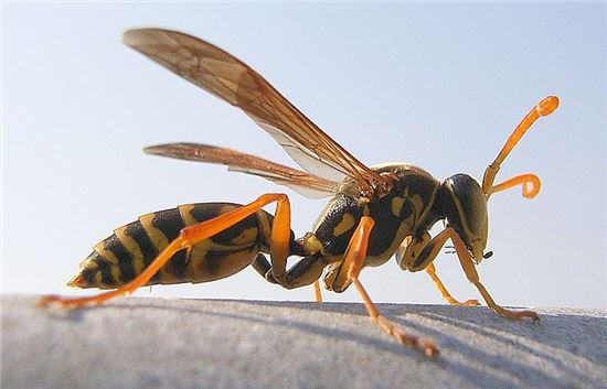 쌍살벌(사진=위키피디아)