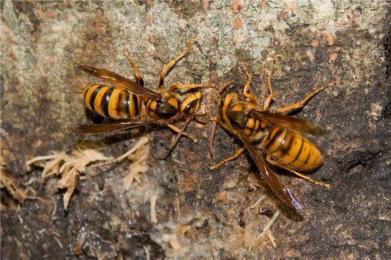 [말벌의 습격] 외래종과 토종4종 모양과 특징 비교해보니