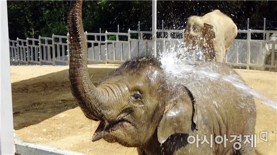 샤워를 즐기고 있는 아기코끼리