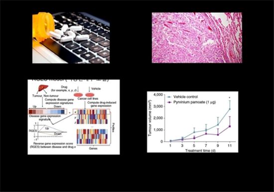 '암세포도 생명? 암세포도 벌레!'…구충제가 간암 잡는다