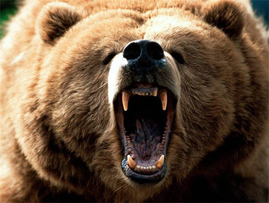 지상 최대의 포식자 곰. 사진=페이스북 캡쳐