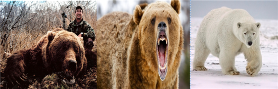 지구상에서 가장 위험한 곰. 왼쪽부터 코디악, 그리즐리, 북극곰. 사진=온라인 커뮤니티 캡쳐, 아시아경제DB
