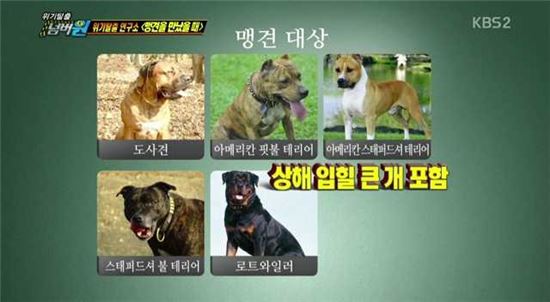 살인견의 습격]①이 개는 무조건 조심하라…50년간 악명높은 연쇄살인견 - 아시아경제