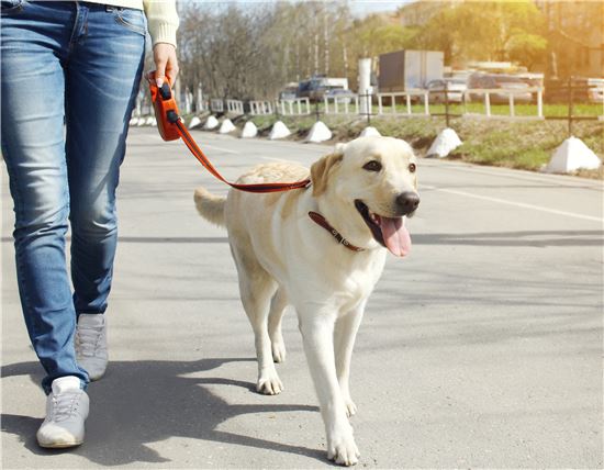 [살인견의 습격]③해외선 사육 금지된 맹견이 한국선 반려견으로 