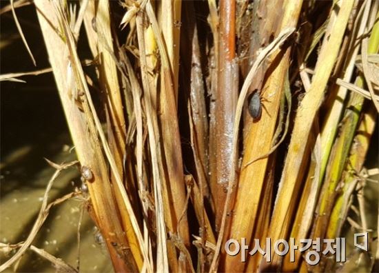 영광군 “문고병·먹노린재 멸구류 방제”