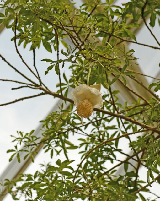 ‘어린왕자’ 바오밥나무, 국내 최초로 꽃피워
