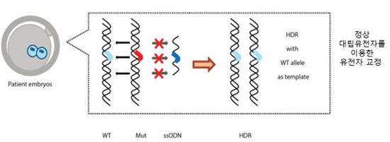 IBS 유전체 교정 연구단 연구진은 비후성 심근증을 유발하는 MYBPC3 유전자 변이(4bp가 결실된 상태)를 교정하고자 크리스퍼 유전자가위를 제작했다. 정상인 난자에 변이된 유전자를 갖고 있는 정자와 크리스퍼 유전자가위를 주입한 결과,  MYBPC3 정상 대립유전자 (WT allele)를 이용한 유전자 교정이 일어났다. 이는 외부 DNA 도입 없이도 세포 내 존재하는 정상적인 대립 유전자를 이용해 망가진 유전자를 교정할 수 있음을 보여준 사례다.
