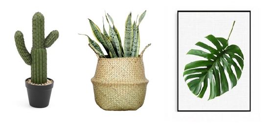 후덥지근한 날씨, 상큼한 '플랜테리어' 인기  