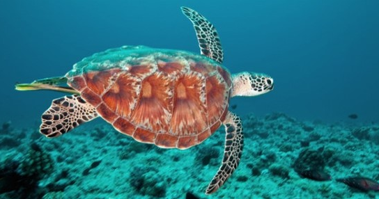 송중기와 송혜교 사랑 나눈 섬에서 관광객 발 묶인 사연은?