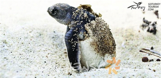 송중기와 송혜교 사랑 나눈 섬에서 관광객 발 묶인 사연은?