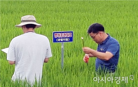 곡성군, 벼 병해충 피해예방 순회예찰 및 방제 총력