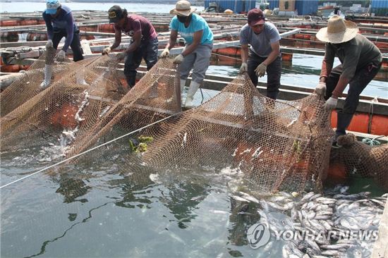 폭염으로 인한 어류 집단 폐쇄/사진=연합뉴스