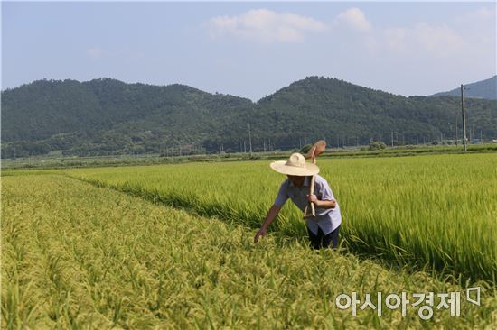 [포토]올벼쌀 익어가는 보성의 들녘