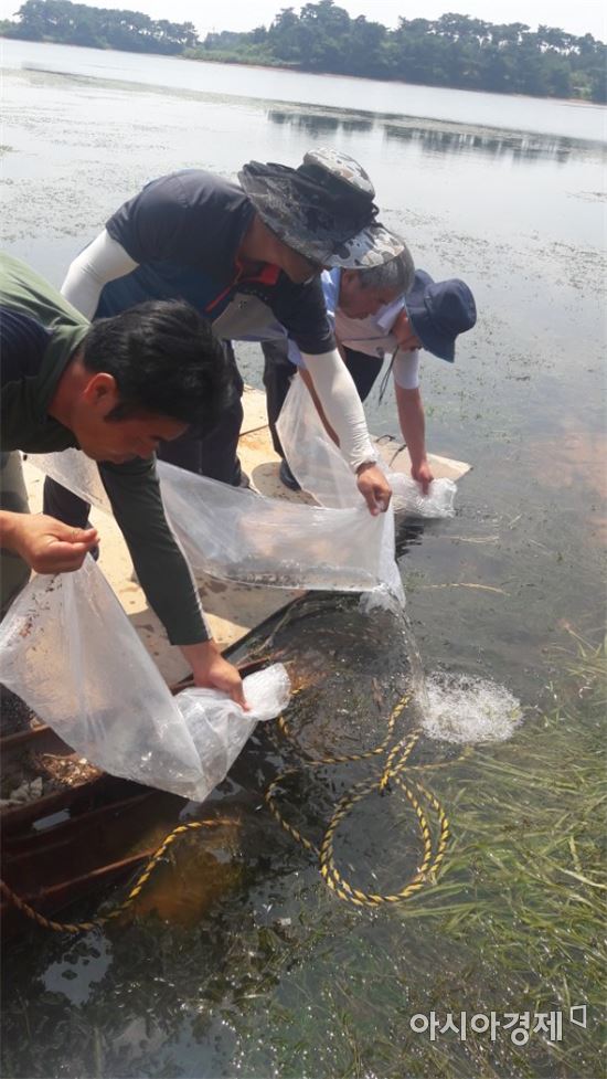 부안군, 내수면 수산자원 회복·증강 수산종묘 방류