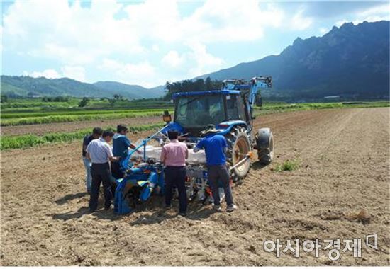 영암군, 메밀꽃도 보고 잡곡 자급률도 높이고