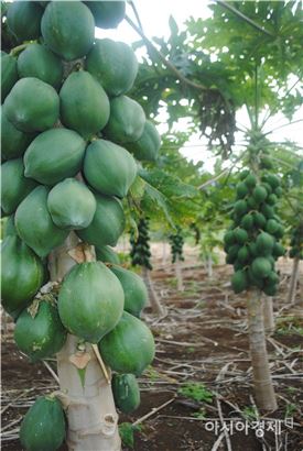 ▲싱싱한 코코넛 열매가 통가의 한 농장에서 익어가고 있다.