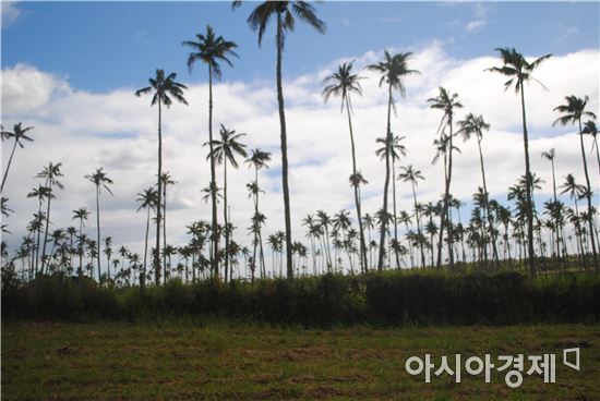 ▲통가에서는 코코넛과 함께 얌, 타로 등을 재배한다.