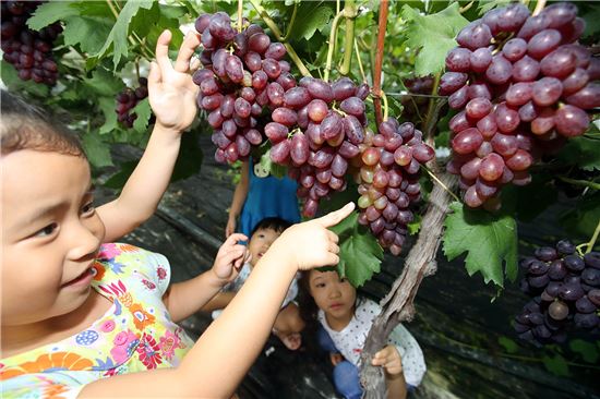 [포토]포도 따기 체험하는 어린이들