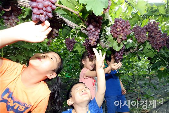 [포토]포도 따기 체험하는 어린이들