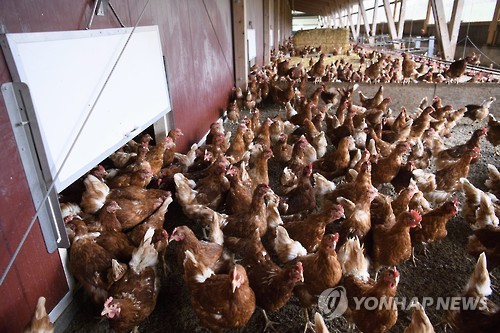 '살충제 계란' 공포 확산…식약처 "알가공품, 잠정 판매 중단"