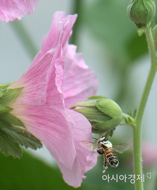 [포토]무궁화에 취한 꿀벌