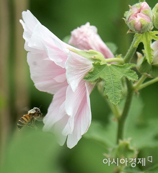 [포토]서울로7017에 날아든 꿀벌